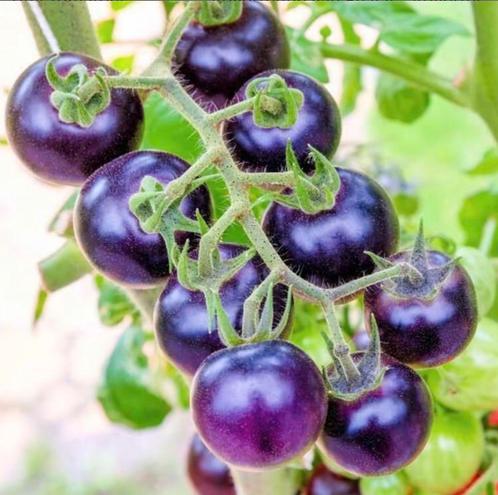 5 zaden tomaat Bosque Blue, Jardin & Terrasse, Bulbes & Semences, Graine, Printemps, Plein soleil, Enlèvement ou Envoi