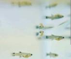 Baby guppies, Dieren en Toebehoren, Vissen | Aquariumvissen, Vis, Zoetwatervis, Schoolvis