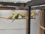 Pastel bergen en barrabanden 25, Dieren en Toebehoren, Vogels | Parkieten en Papegaaien, Parkiet, Geringd