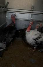 Nog een mooie zwarte kalkoen haan te koop, Dieren en Toebehoren, Pluimvee, Kalkoen
