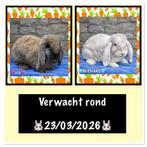 Nestje verwacht (Franse hangoor), Dieren en Toebehoren, Groot, Hangoor