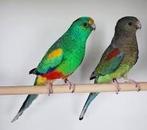 veelkleuren parkiet koppel tt kwaliteit, Animaux & Accessoires, Oiseaux | Oiseaux Autre