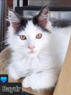 Mainecoons kittens, Dieren en Toebehoren, Meerdere dieren, Gechipt, 0 tot 2 jaar