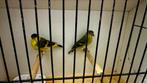 Koppel Yarrell - Kopel Yarel, Dieren en Toebehoren, Vogels | Kanaries