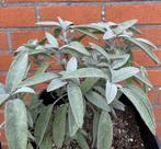 Salie - Salvia Officinalis, Tuin en Terras, Planten | Tuinplanten, Ophalen, Volle zon, Vaste plant, Kruiden