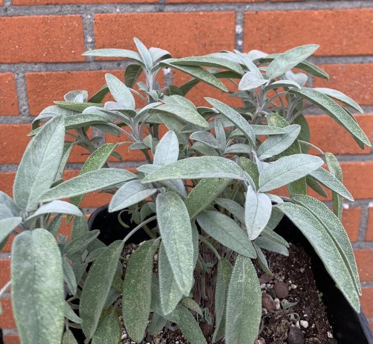 Salie - Salvia Officinalis, Tuin en Terras, Planten | Tuinplanten, Vaste plant, Kruiden, Volle zon, Zomer, Ophalen