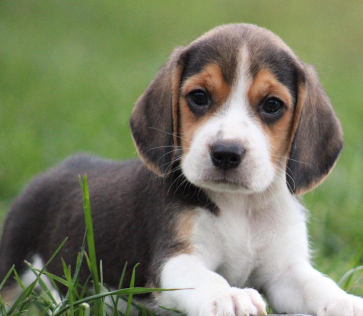 Beagle pups, Dieren en Toebehoren, Honden | Beagles, Bassets en Lopende honden, Meerdere dieren, Beagle, Fokker | Professioneel