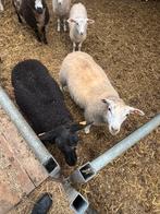 Ooilammeren, Dieren en Toebehoren, Vrouwelijk, Schaap, 0 tot 2 jaar