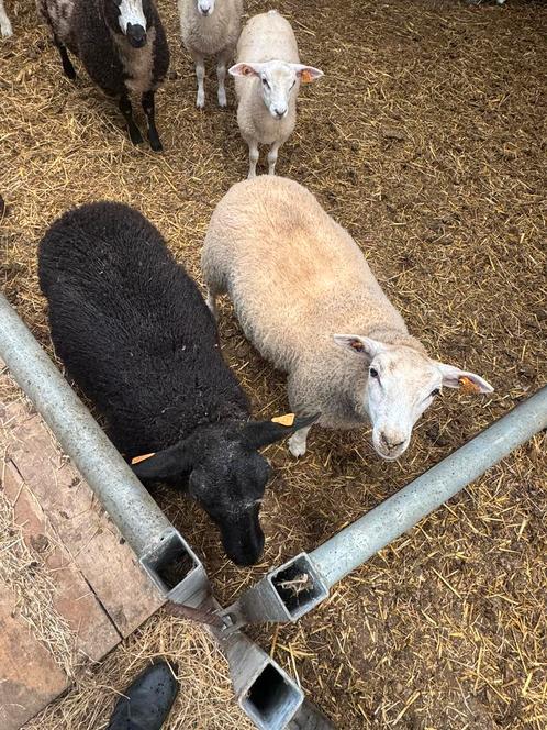 Ooilammeren, Dieren en Toebehoren, Schapen, Geiten en Varkens, Schaap, Vrouwelijk, 0 tot 2 jaar
