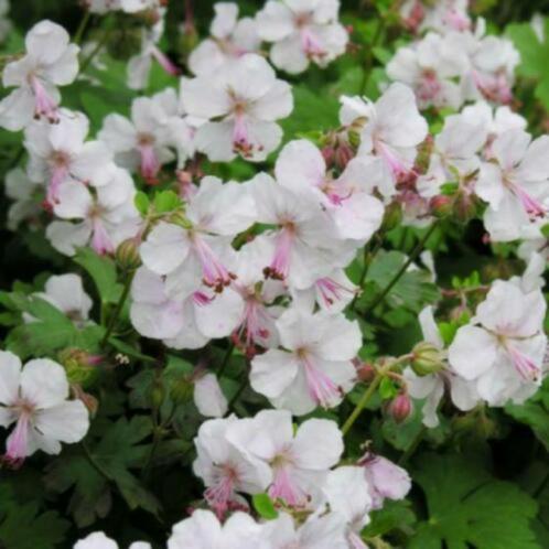 Tuingeranium Biokovo, Jardin & Terrasse, Plantes | Jardin, Plante fixe, Enlèvement