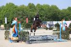 Springpaard Merrie Nabab De Reve, Dieren en Toebehoren, Paarden, Merrie, Springpaard, Z, Gechipt