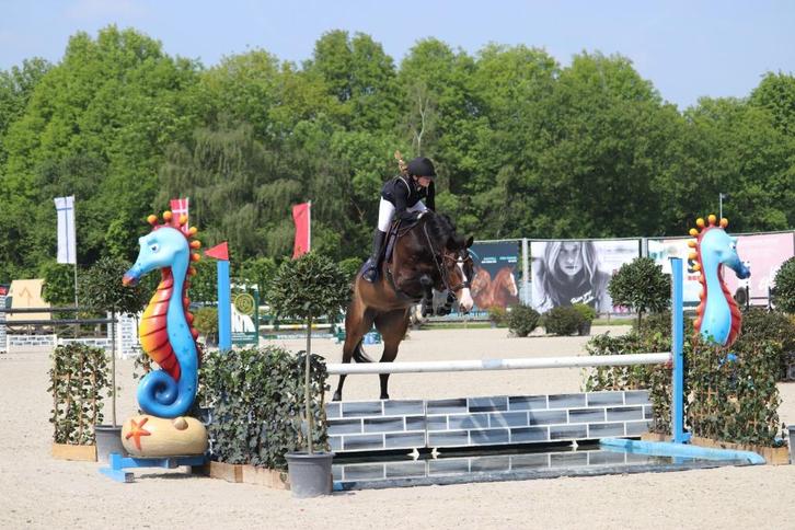 Springpaard Merrie Nabab De Reve, Dieren en Toebehoren, Paarden, Merrie, Z, 165 tot 170 cm, 7 tot 10 jaar, Springpaard, Met stamboom