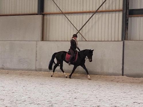 Bomproof merrie, Animaux & Accessoires, Chevaux, Jument, B, Moins de 160 cm, 7 à 10 ans, Cheval de dressage, Avec pedigree, Avec puce électronique