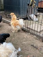 Zijdehoen hen krulveer, Dieren en Toebehoren, Vrouwelijk, Kip