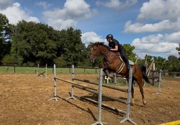 Paardrijles aangeboden beschikbaar voor biedingen