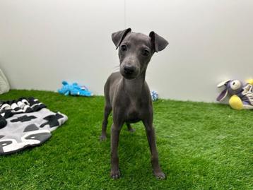 Italiaans Windhondje pup, Dieren en Toebehoren, Honden | Windhonden, België, Overige rassen, CDV (hondenziekte), 8 tot 15 weken