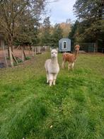 Alpaca merrie, Dieren en Toebehoren, Overige Dieren, April, Vrouwelijk