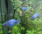 Jonge platty - mix man/vrouw, Dieren en Toebehoren, Vissen | Aquariumvissen, Vis, Zoetwatervis