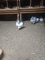 Wyandotte haan, Dieren en Toebehoren