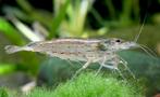 neocaridina wild kleur garnaal / grijs, Dieren en Toebehoren, Vissen | Aquariumvissen, Kreeft, Krab of Garnaal, Zoetwatervis, Schoolvis