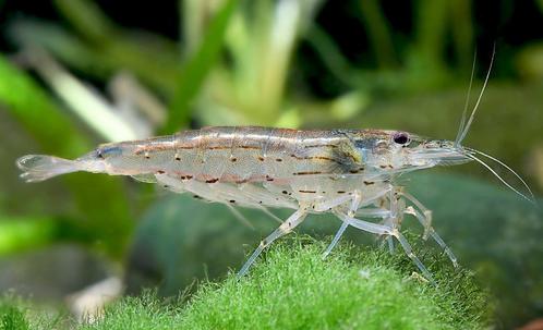 neocaridina wild kleur garnaal / grijs, Dieren en Toebehoren, Vissen | Aquariumvissen, Zoetwatervis, Kreeft, Krab of Garnaal, Schoolvis