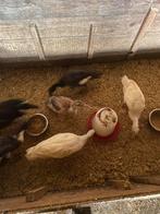 Loopeenden, Dieren en Toebehoren, Pluimvee, Meerdere dieren, Eend
