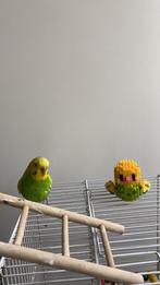 Recherche perruche bébé ( femelle), Animaux & Accessoires, Oiseaux | Accessoires