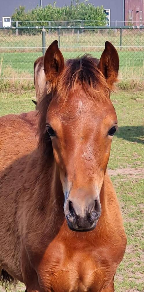 Mooi D-pony Merrieveulen Vughterheide Fallon, Animaux & Accessoires, Poneys, Jument, Ne s'applique pas, Poney D (1.37 m à 1.48m)