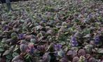 Ajuga reptans 'Burgundy Glow', Ophalen, Lente, Vaste plant, Volle zon