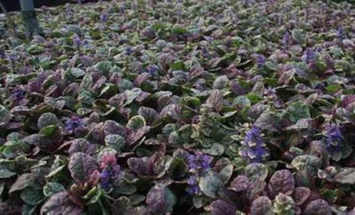 Ajuga reptans 'Burgundy Glow', Jardin & Terrasse, Plantes | Jardin, Plante fixe, Plein soleil, Printemps, Enlèvement