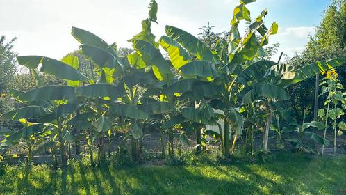musa basjoo bananenboom verschillende maten en ouderdom, Tuin en Terras, Planten | Tuinplanten, Ophalen of Verzenden