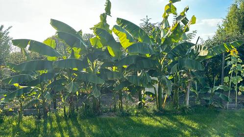 musa basjoo bananenboom verschillende maten en ouderdom, Jardin & Terrasse, Plantes | Jardin, Enlèvement ou Envoi