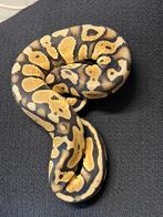Python regius, Dieren en Toebehoren, Slang, 0 tot 2 jaar