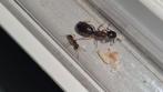 Camponotus nearcticus 1q 1-5w | mieren ants mierenkolonie, Dieren en Toebehoren, Insecten en Spinnen, Mieren