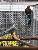 Rosella parkieten, Dieren en Toebehoren