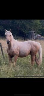 Zeer knappe jaarlinghengst palomino top springpapier, Dieren en Toebehoren, Paarden, Hengst