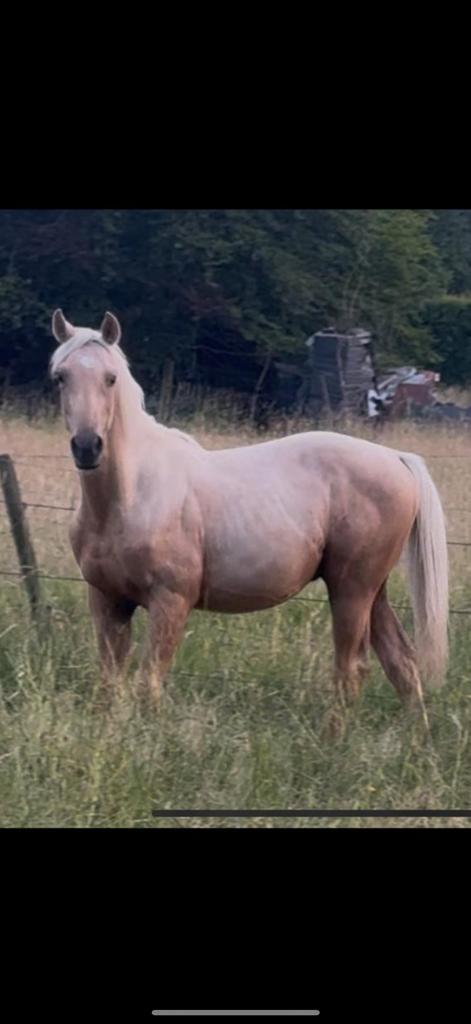 Zeer knappe jaarlinghengst palomino top springpapier, Dieren en Toebehoren, Paarden, Hengst