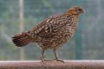 temminck tragopan, Dieren en Toebehoren