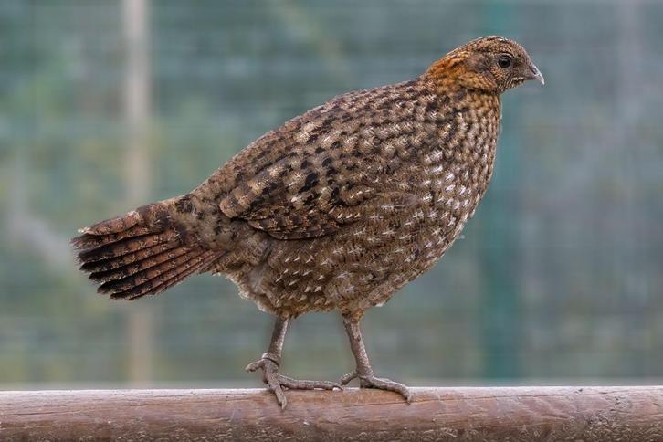 temminck tragopan, Dieren en Toebehoren, Pluimvee