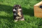 Dwergkees pups ,pomeriaan,keeshond ,spitz pup, België, Keeshond, 8 tot 15 weken, Meerdere