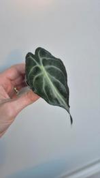Alocasia Venom, Enlèvement ou Envoi