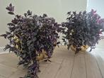 Grote vazen van light&living 2 stuks!, Ophalen