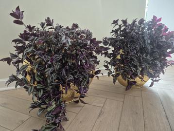 Grote vazen van light&living 2 stuks! beschikbaar voor biedingen