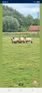 3 brebis Schropshire de race pure à vendre, Animaux & Accessoires, Moutons, Chèvres & Cochons