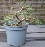 Bonsai juniperus, Enlèvement