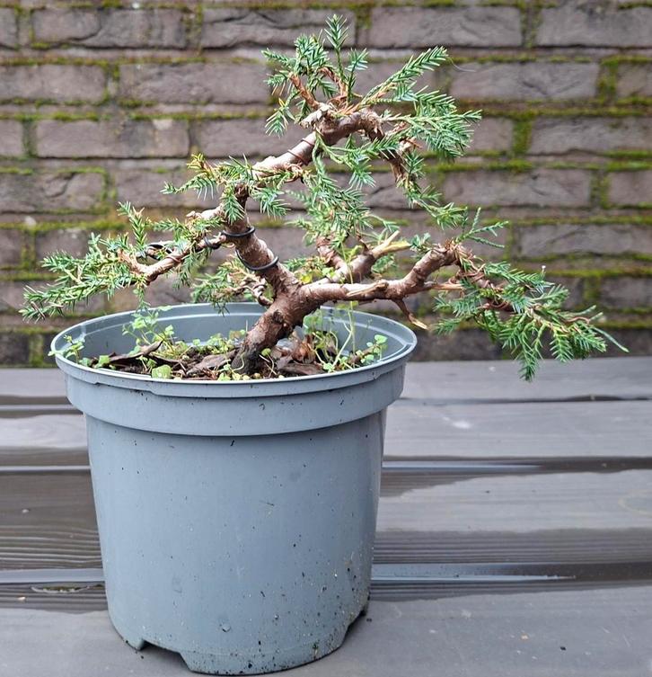 Bonsai juniperus, Tuin en Terras, Planten | Tuinplanten, Ophalen