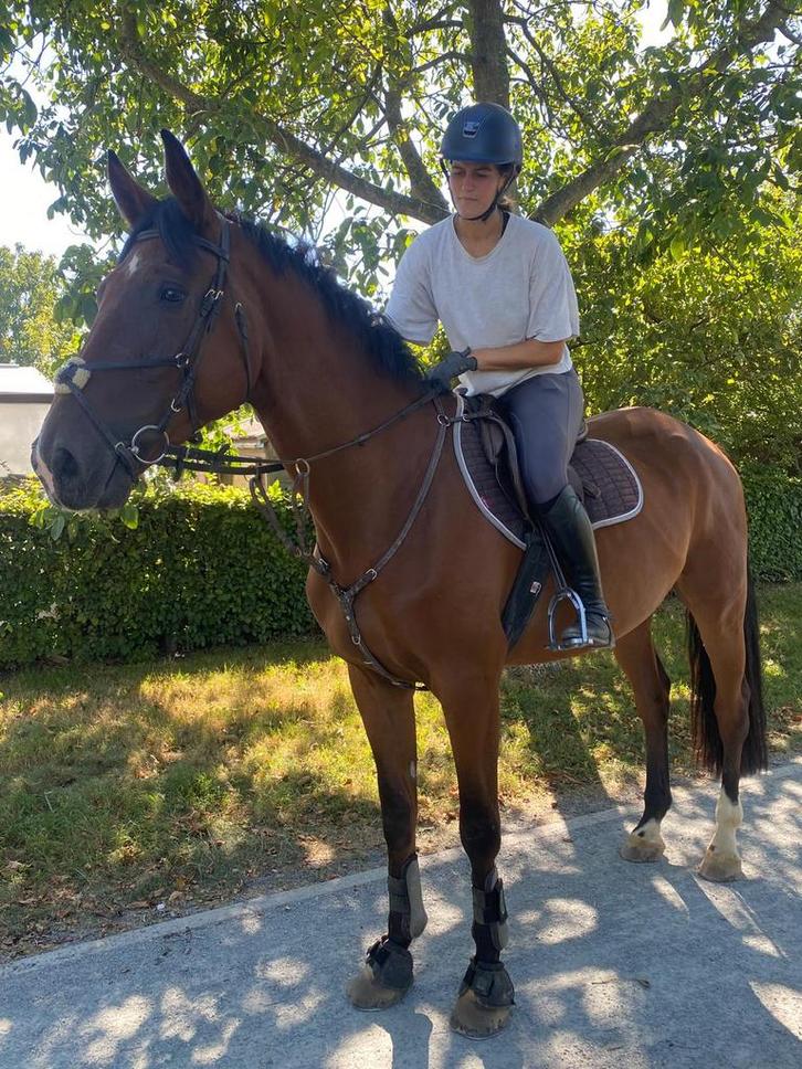 Allround sportpaard, Dieren en Toebehoren, Paarden, Ruin