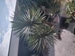 Yucca Filifera, Tuin en Terras, Ophalen