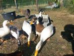 Tamme indische loopeenden, Dieren en Toebehoren, Pluimvee