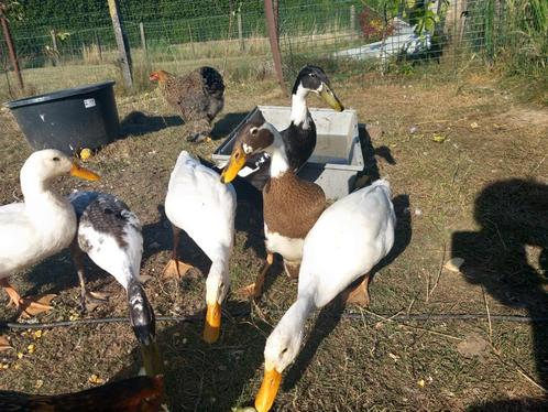 Tamme indische loopeenden, Dieren en Toebehoren, Pluimvee